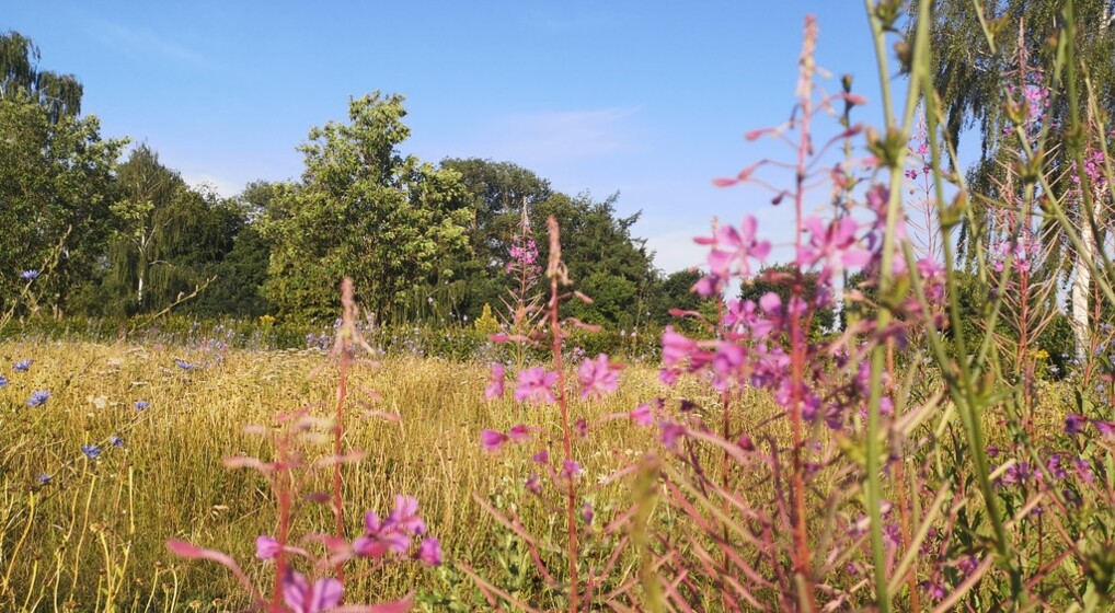 Blomstereng på græsareal ved Ansgarkirken i Hedehusene 